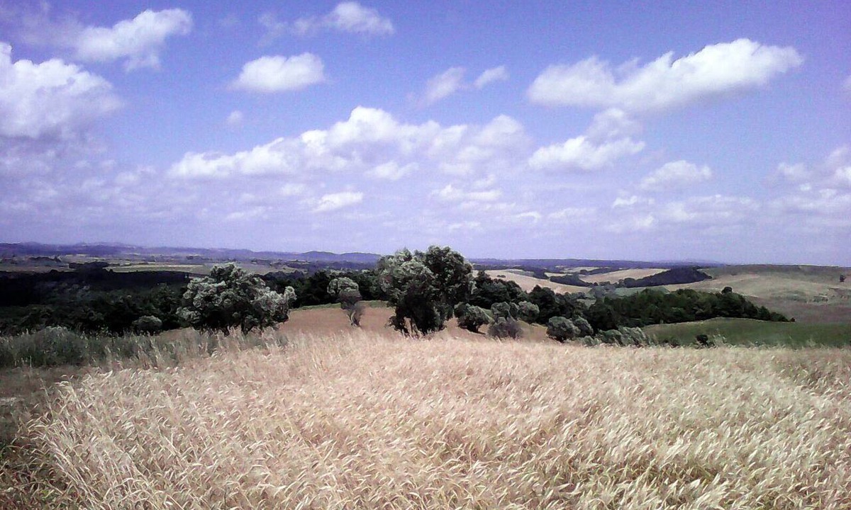Tuscania Villa | A charming villa with a park, nestled among olive trees—a relaxing getaway in the Maremma