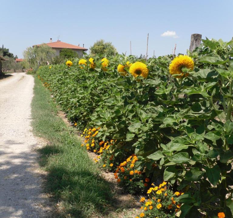 Grosseto Apartment | Agriturismo San Rocco