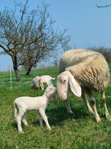 Piazzo House | B&B Naturin - Vegan Eco Farm