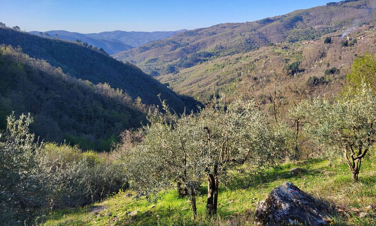 Castel Focognano Apartment | Belvedere, a peaceful Tuscan apartment with a pool and panoramic views