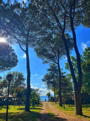 Montefiascone Other | CAMPING AMALASUNTA