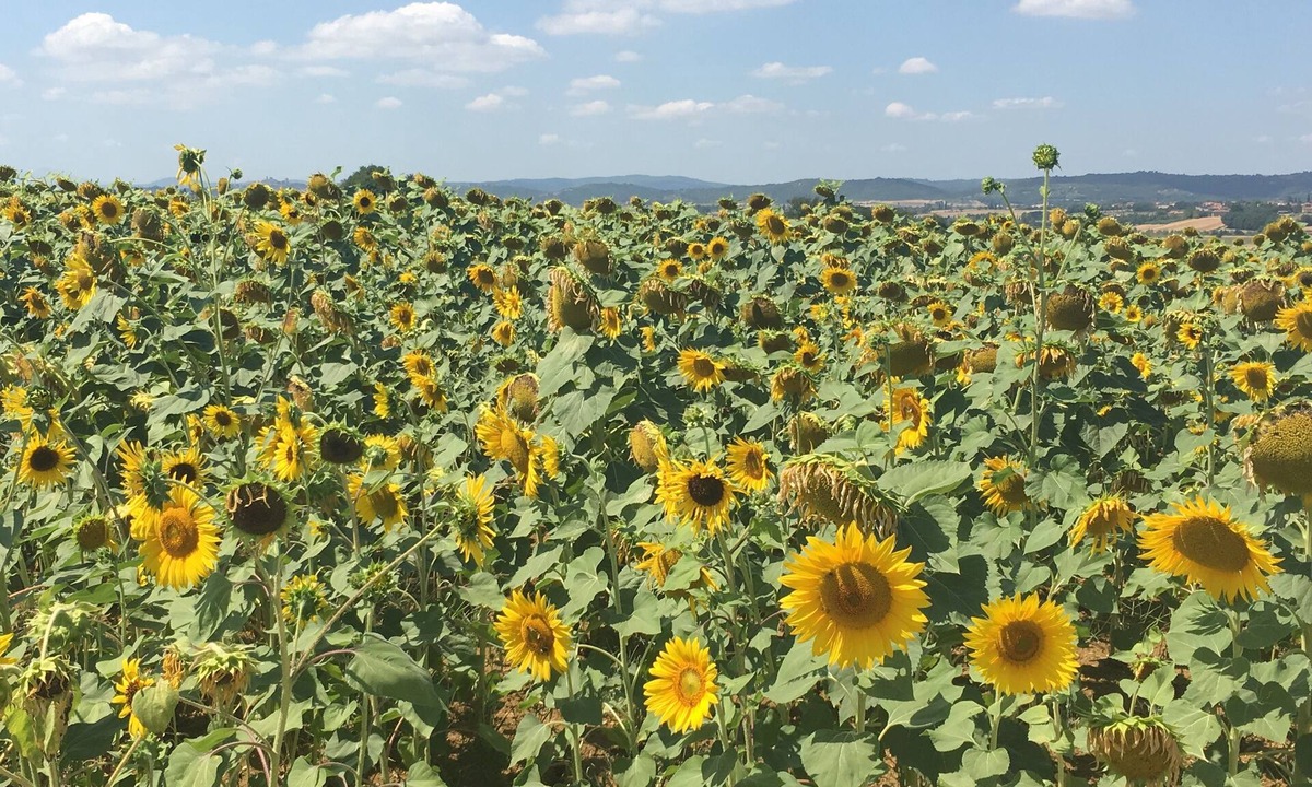 Montagnano House | House in the center of the most beautiful Tuscan villages and towns