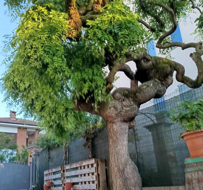 Villastellone Apartment | L'albero del druido