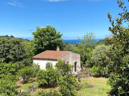 Vico del Gargano House | La Casina in the Orange Grove