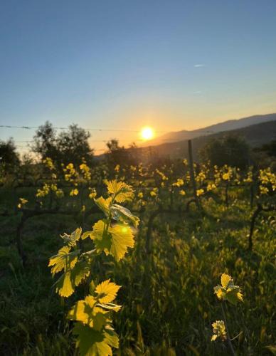 Campagnatico Apartment | Poggio Madonna