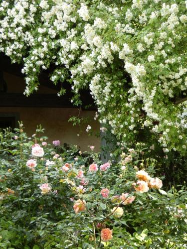 Baldissero Canavese Bed & Breakfast | Rosedeliziose B&B Baldissero Canavese