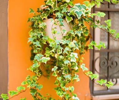 Trastevere Apartment | The Best Nest