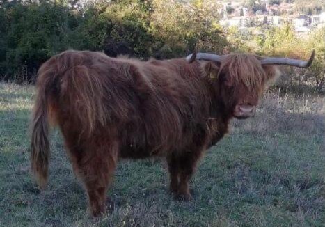 Valtopina House | Agriturismo Il Covo del Solengo natura animali a due passi da Assisi