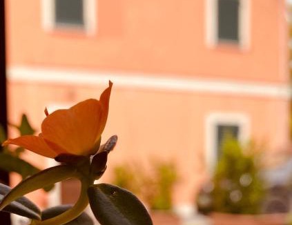 Villa Musone House | Agriturismo Rossococomero colazione inclusa e Offerta PROMO LUGLIO!