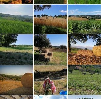 Cingoli Bed & Breakfast | Amor di Lavanda