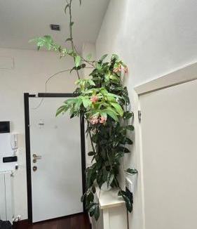 Old Town Apartment | Appartamento Bruschi 24