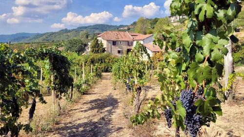 Cessole Apartment | Appartamento Moscato in Cascina Marenco Langhe Country House