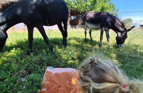 Piazzo House | B&B Naturin - Vegan Eco Farm