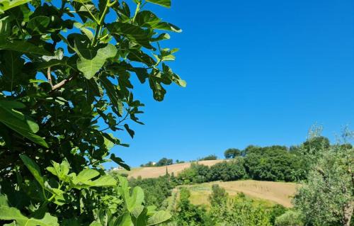 Serra de' Conti Apartment | B&b Verdi Colline