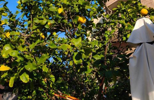 San Benedetto del Tronto Bed & Breakfast | B&B Villa Lilla spiaggia inclusa e bici gratuite a San Benedetto del Tronto Camere con terrazzo e Colazione inclusa
