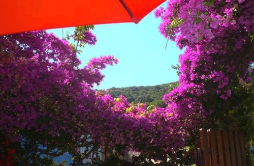 Isola del Giglio Apartment | Bougainvillea - Isola del Giglio holiday apartment at Campese sand beach