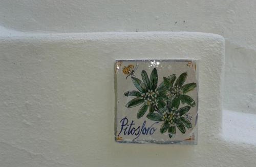 Forio House | CASA Pitosforo CASA Ulivo