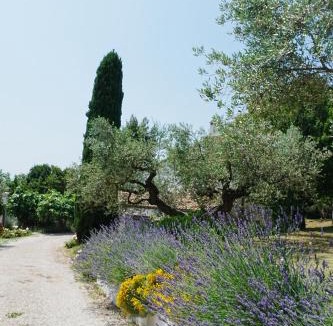 Citta Sant'Angelo Bed & Breakfast | Casale delle Lavande