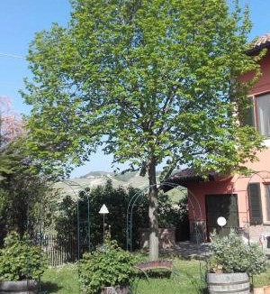 Costigliole d'Asti Bed & Breakfast | Cascina E&E