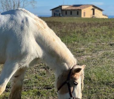 Massignano Hotel | Chiaraluce Country House