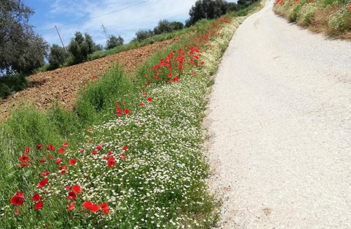 Colonnella Apartment | Country House Ciliegia Rossa