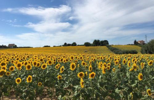 Sant'Elpidio a Mare House | Country House Nora Rech