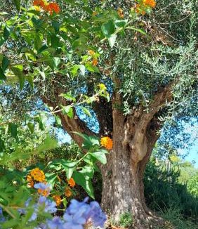 Sant'Elpidio a Mare Apartment | Fattoria Adriatica