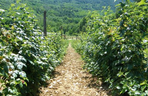 Cavalletto House | Fattoria Antica Forconia
