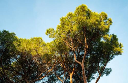 Follonica Hotel | Hotel Parco dei Pini - 100mt dal Mare