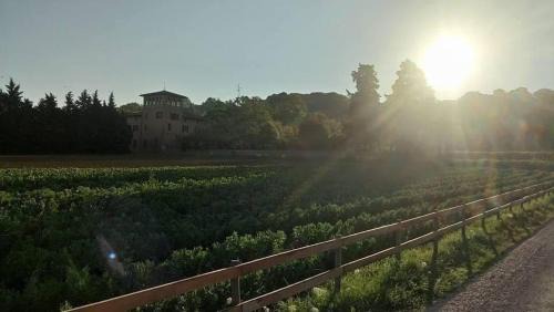 Torgiano Bed & Breakfast | Il Cedro del Libano