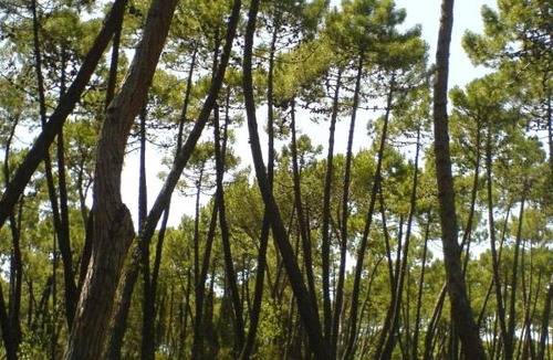 Principina a Mare Apartment | Il Gamberetto