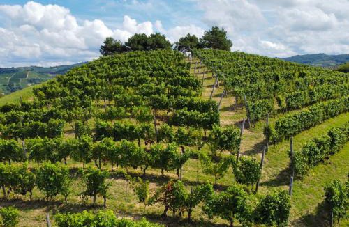 Treiso House | Il Girasole Apartments - Langhe