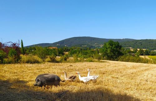 Camerano Bed & Breakfast | Il Girasole Country House