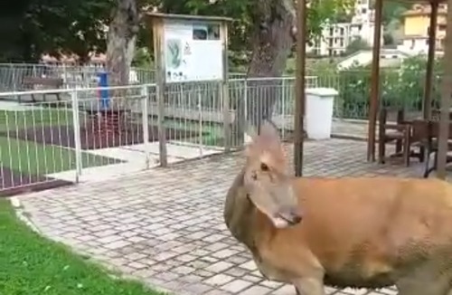 Pettorano sul Gizio Hotel | Il Poggio Dei Pettirossi