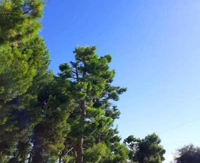 Casabianca di Fermo Apartment | L'ulivo e lo scoiattolo