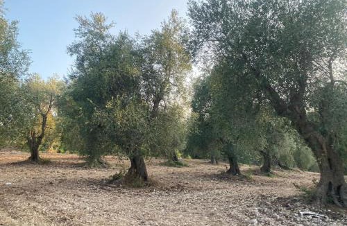 Vico del Gargano House | La Casina in the Orange Grove