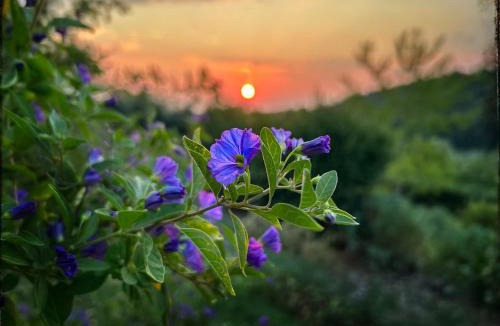Ripatransone Bed & Breakfast | La Fonte e l Ulivo