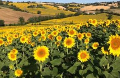 Bettolelle Villa | la Mimosa cottage 2 bdr max 8pax @ Casale VillaSofia Senigallia