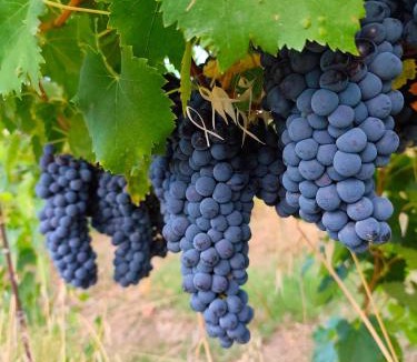 Pollenza Apartment | La Vigna 1803