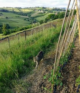 Montecarotto Bed & Breakfast | Locanda San Francesco