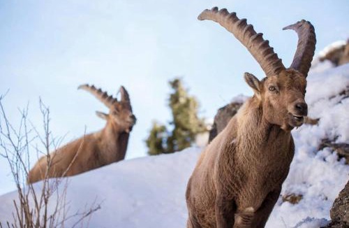 Bardonecchia Apartment | Magic Ski a Bardonecchia