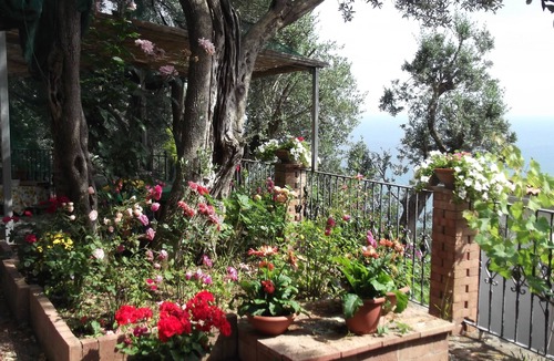 Vietri sul Mare House | mimosas at the beginning of the Amalfi coast