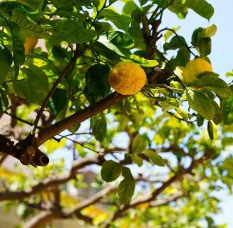 Mondragone Apartment | Petrarca guest house appartamento Ponza