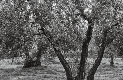 Gavorrano House | Podere Le Cortine