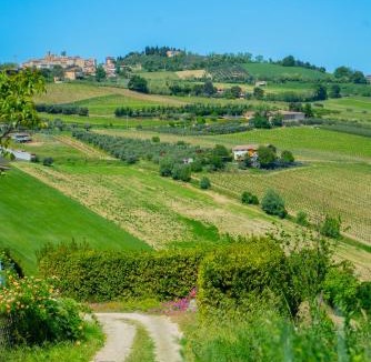 Offida Other | Podere Sorrentino