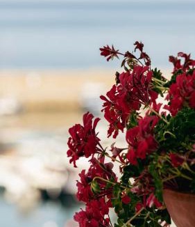 San Marco di Castellabate Apartment | Residenza D'epoca La Corallina