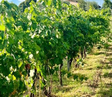 Corbara House | Tenuta di Freddano