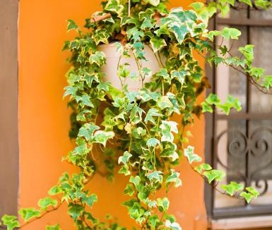 Trastevere Apartment | The Best Nest