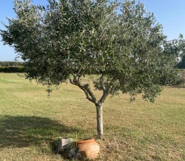 Montalto di Castro Apartment | THE RANCH Apartment 3 Capalbio