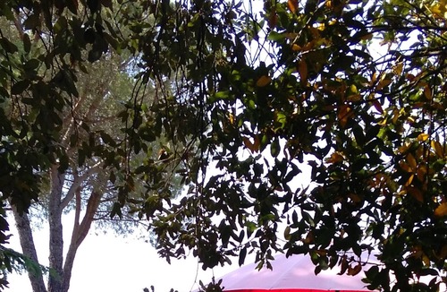Amelia Villa | two farmhouses and swimming pool sleeps 6-8